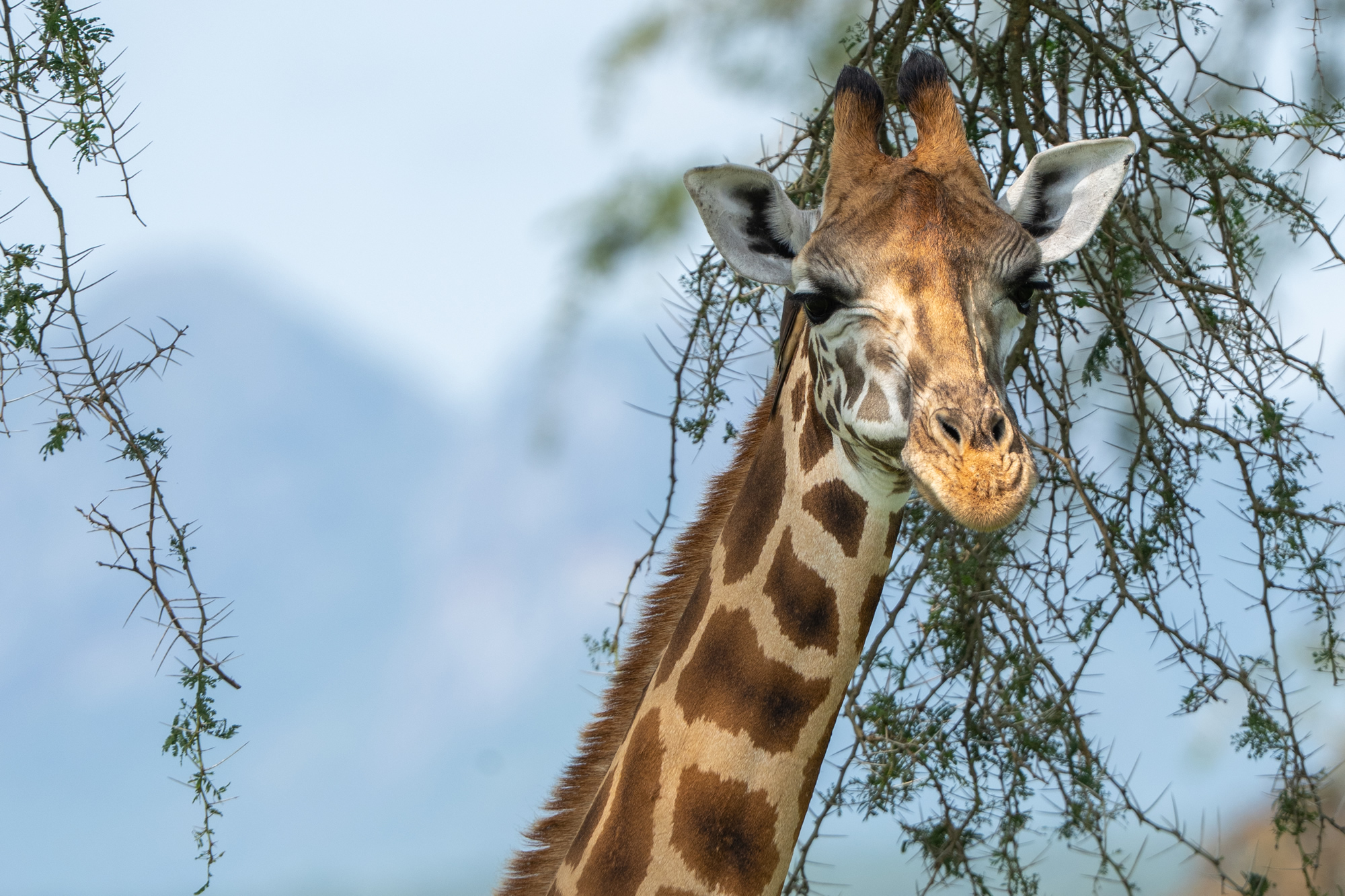 Safari Reisen: Giraffe