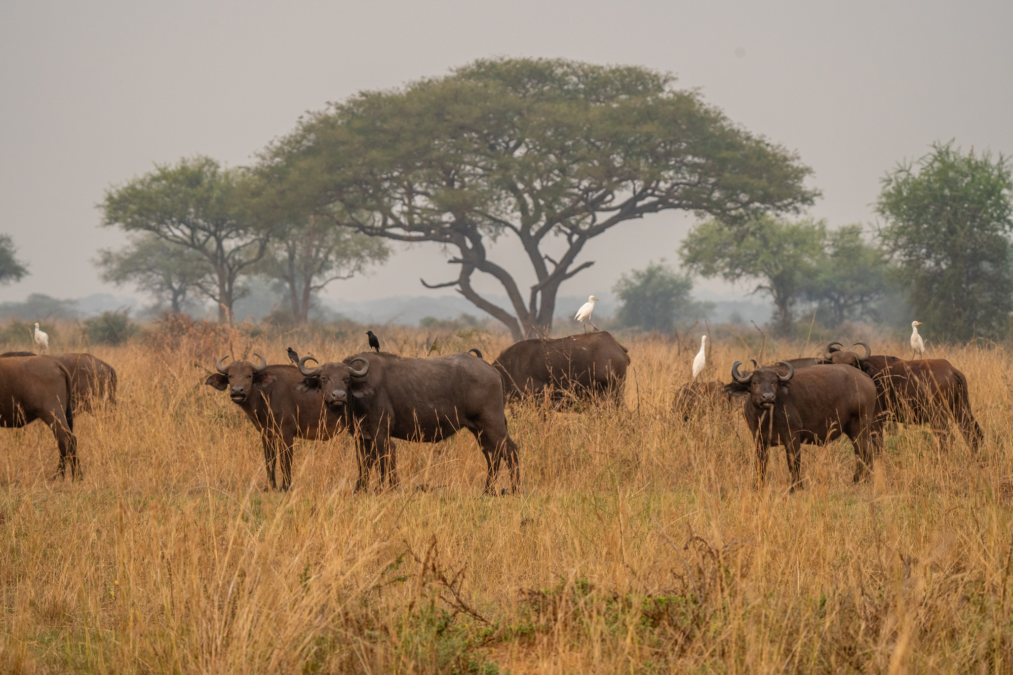 Safari Reisen: Büffelherde