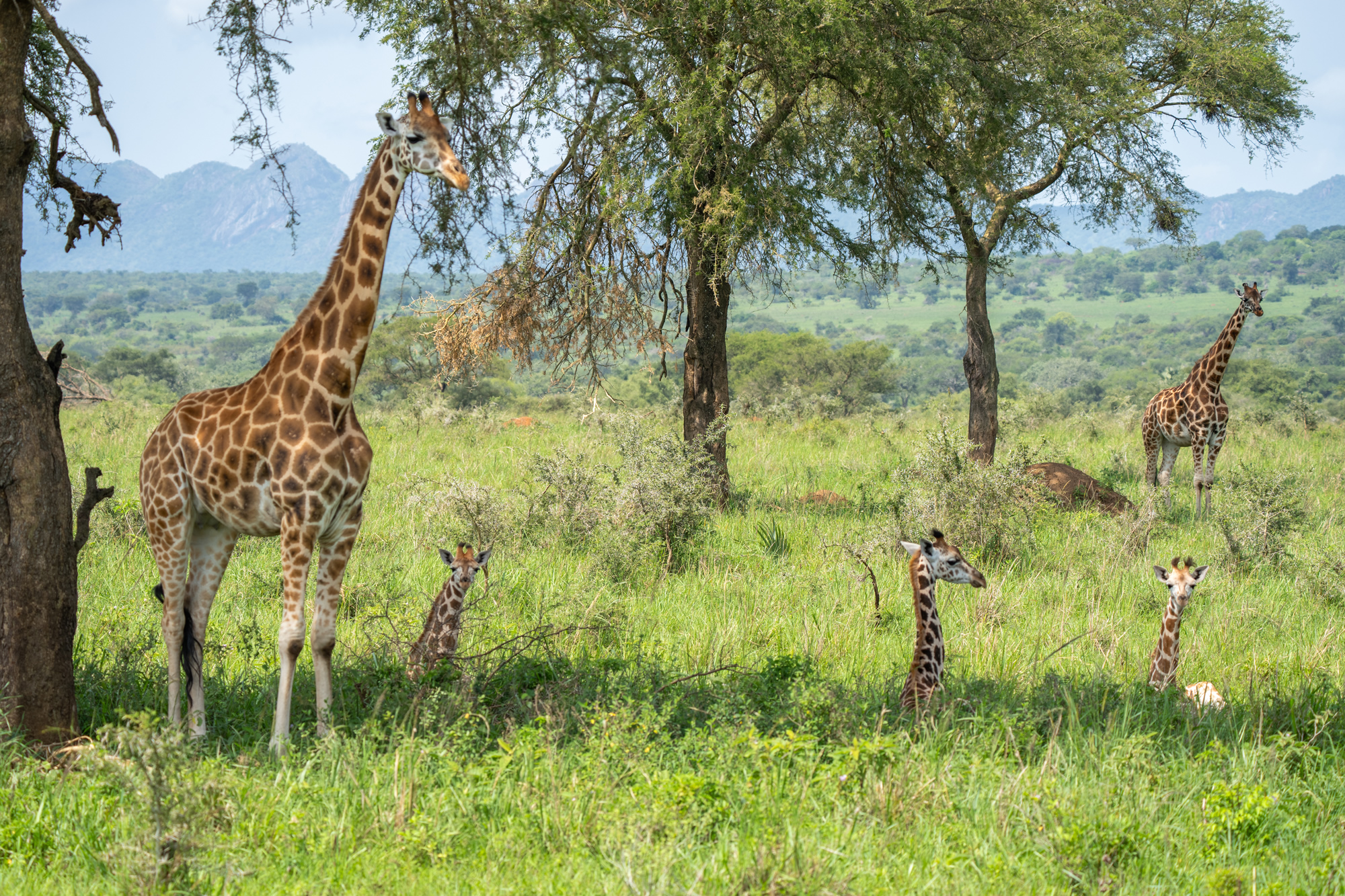 Giraffen auf Safari Reise fotografiert