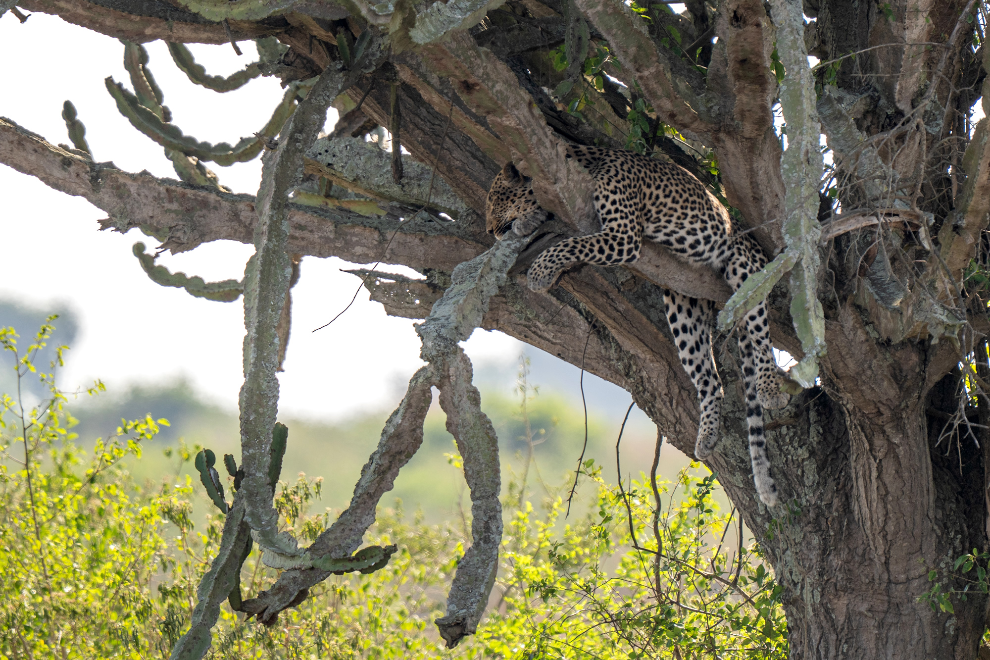 Leopard auf Safari Reise fotografiert