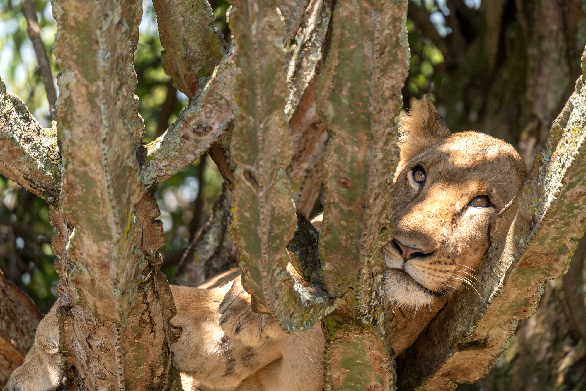 Löwe auf Safari Reise fotografiert