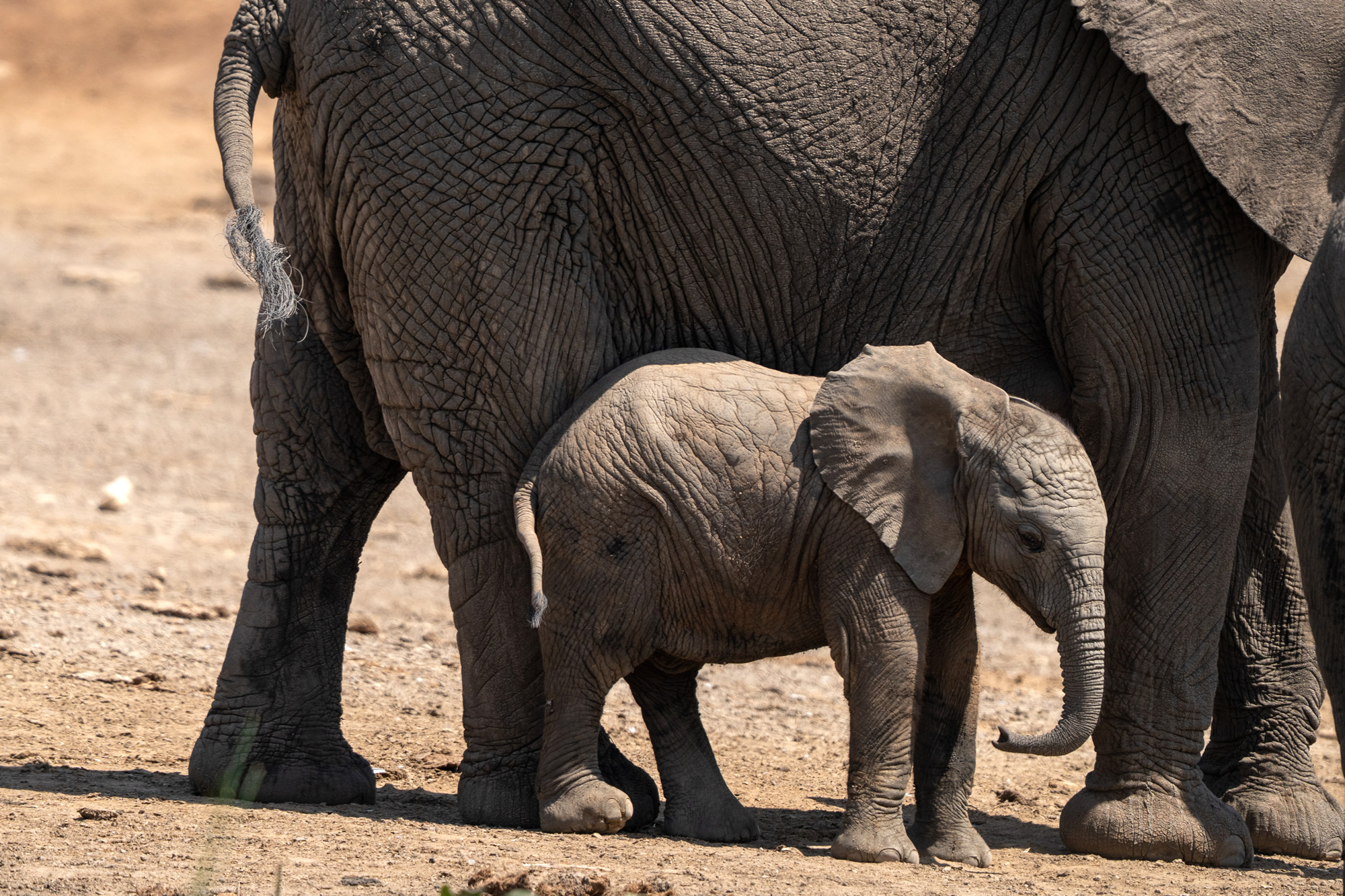 Elefanten auf Safari Reise fotografiert