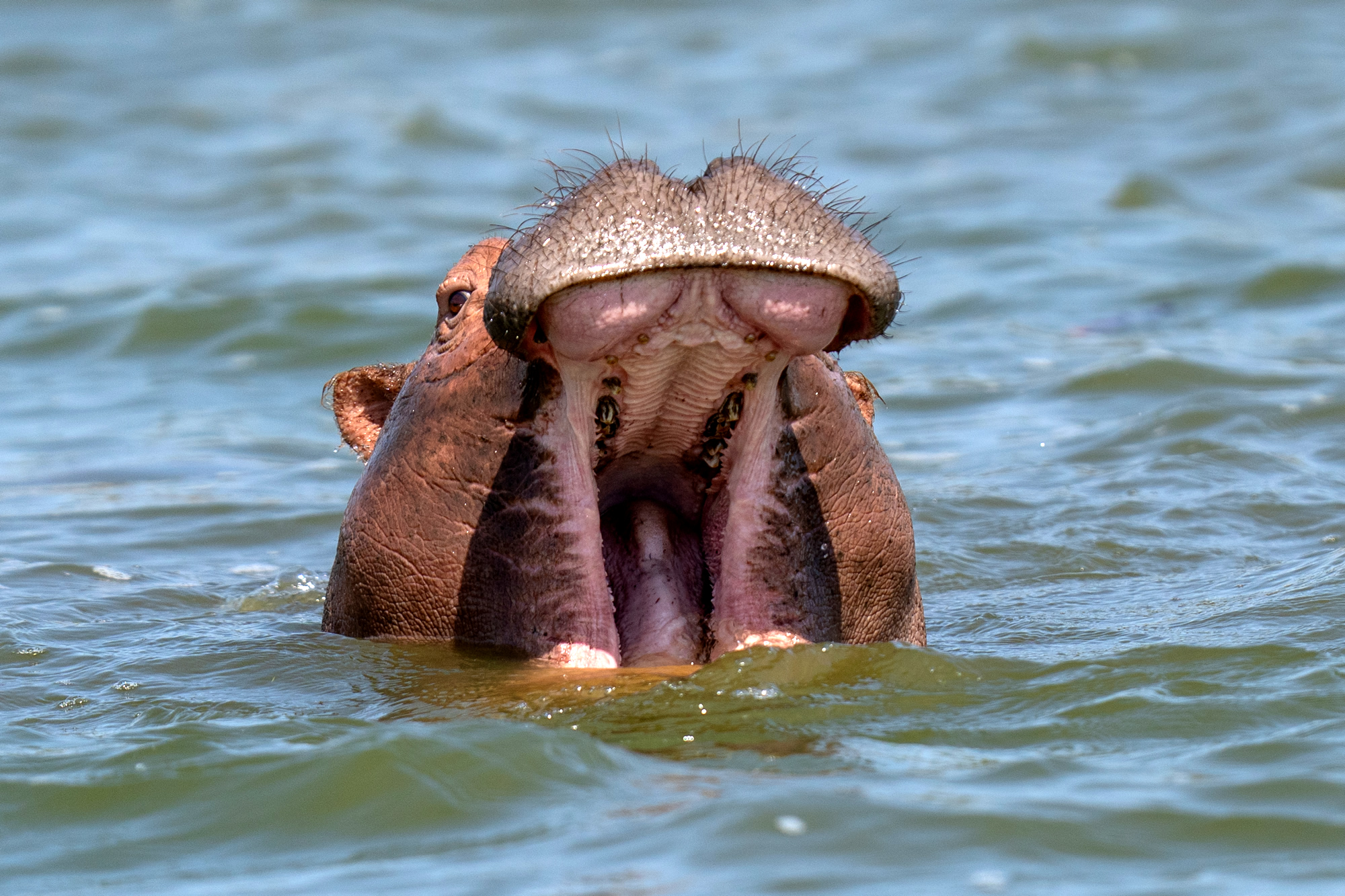 Flußpferd auf Safari Reise fotografiert