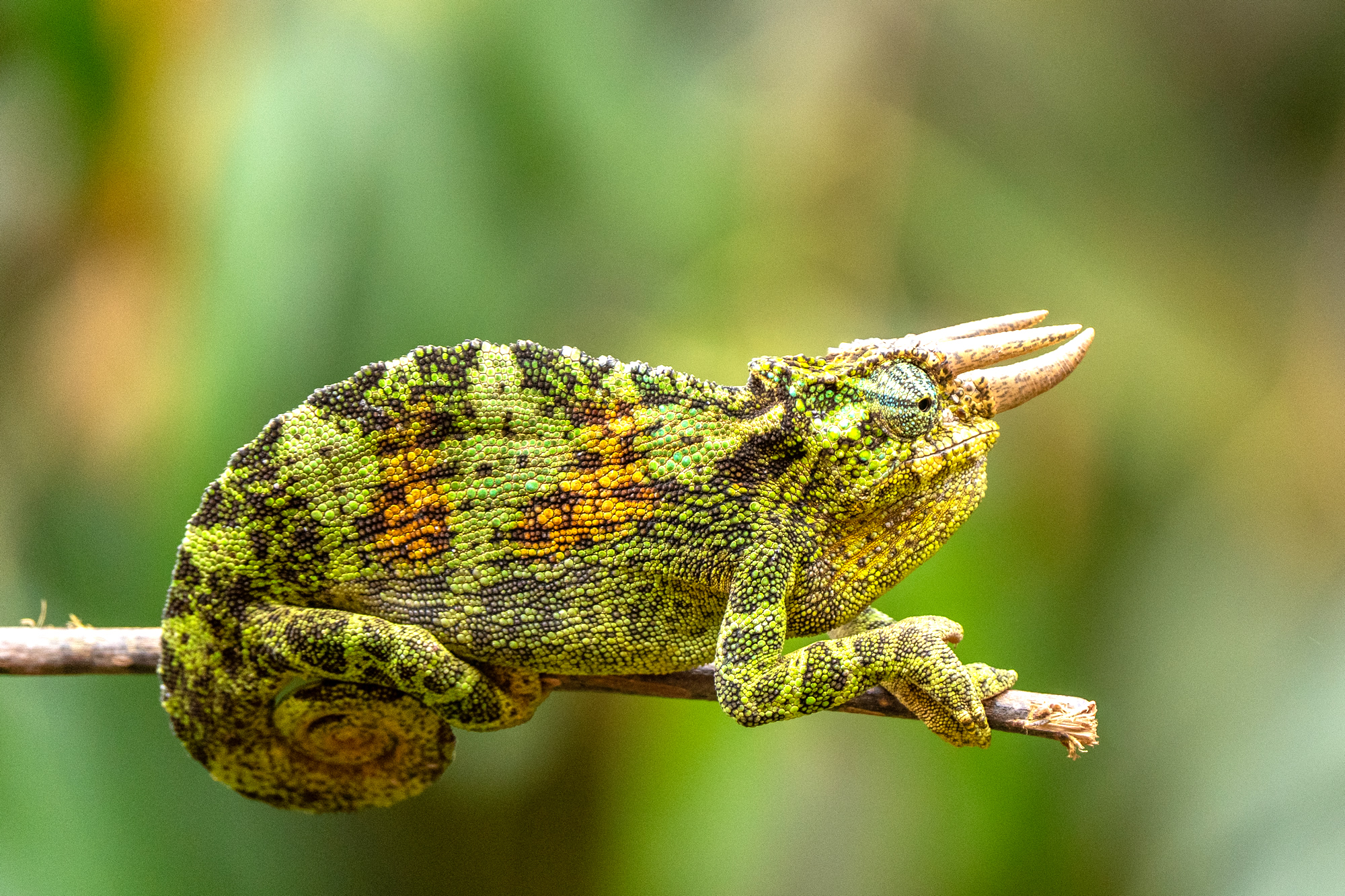 Frosch auf Safari Reise fotografiert