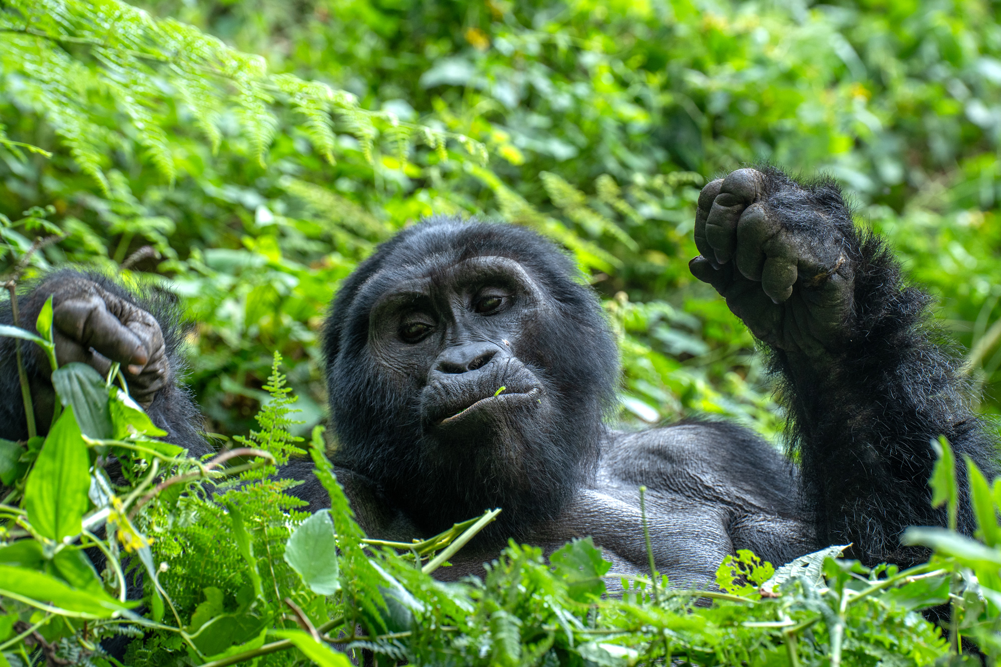 Gorilla auf Safari Reise fotografiert