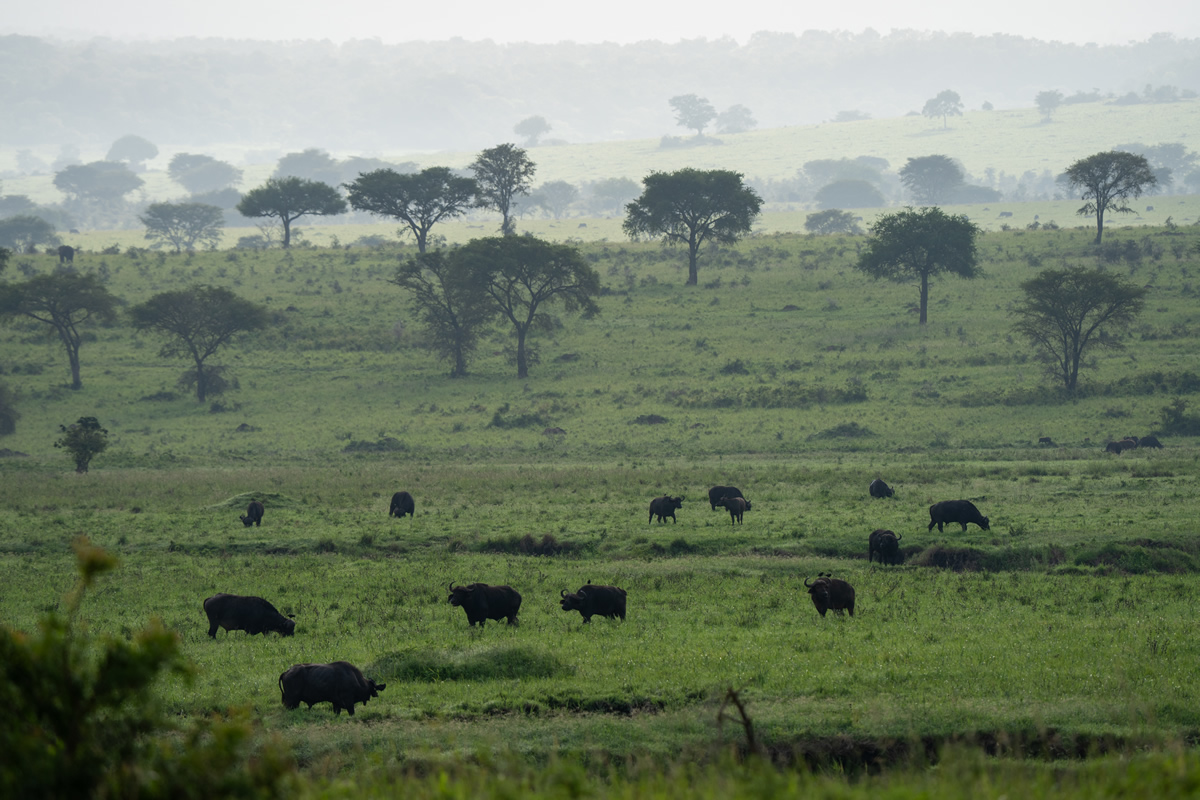 Supporting conservation initiatives and protected areas
