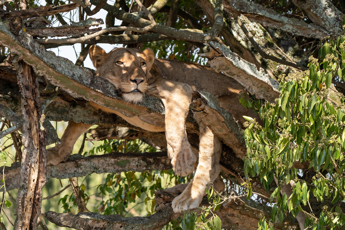 Queen Elizabeth National Park