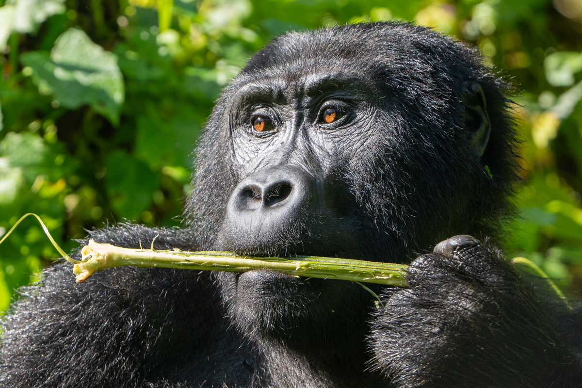 Zu Gast bei den Berggorillas