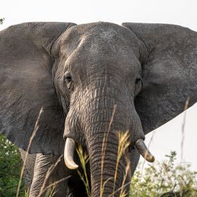 Ostafrika Reisen - Elefant